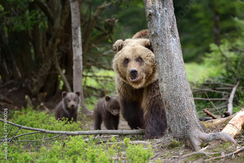 Brown bear and cub © byrdyak