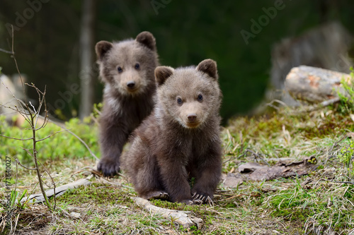 Obraz na plátně Brown bear cub
