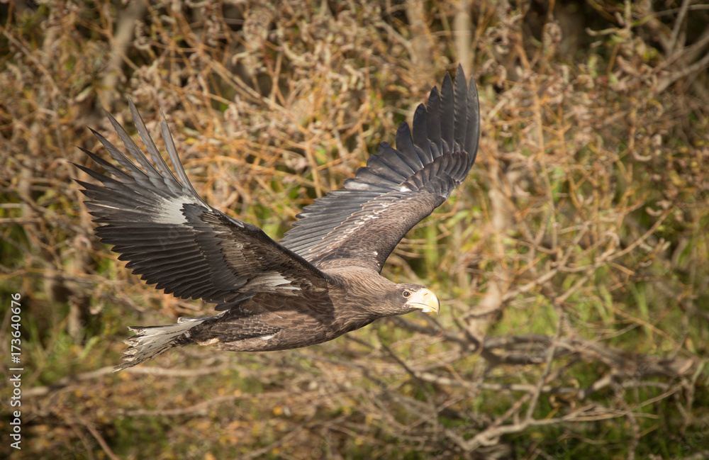 Steller Sea Eagle, flying, Zhupanova River, Russia Steller Sea Eagle, flying, Zhupanova River, Russia