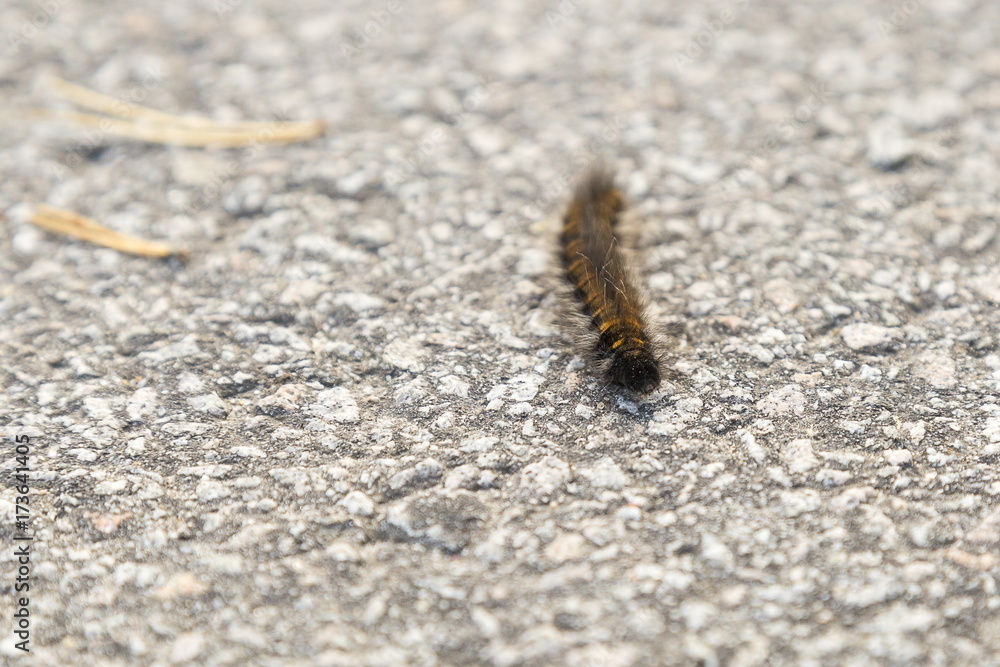 Orange and Black Fox Moth Caterpillar Orange and Black Fox Moth Caterpillar