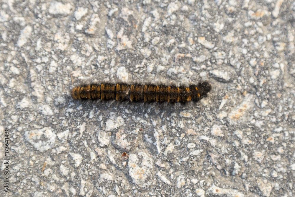 Orange and Black Fox Moth Caterpillar Orange and Black Fox Moth Caterpillar