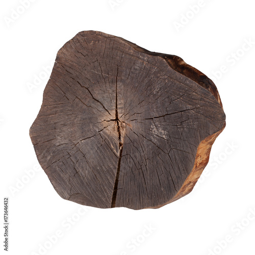Cross-section of a tree on a white background