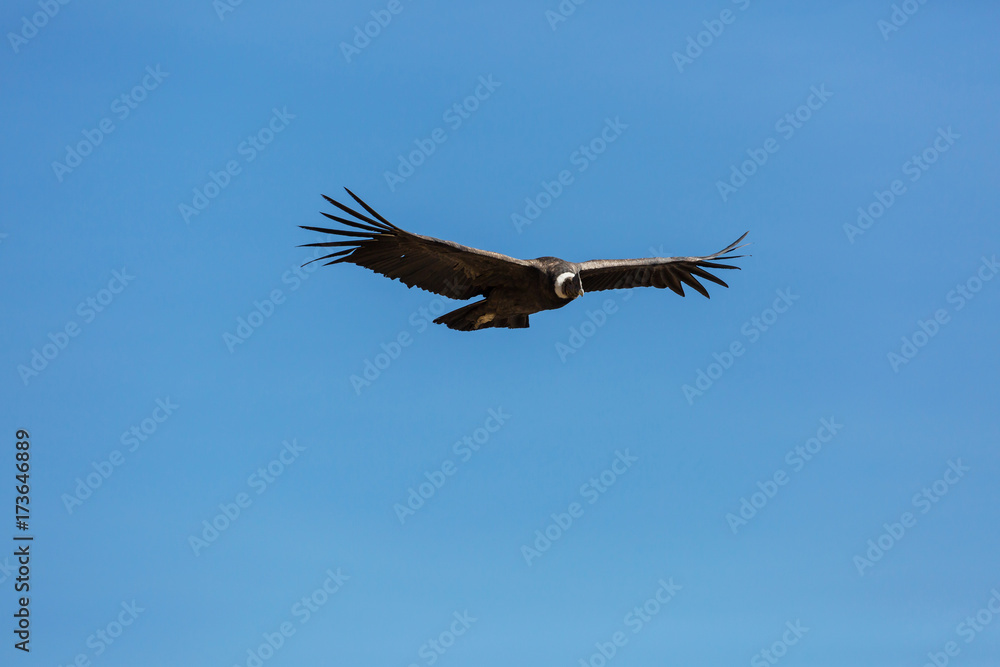 Obraz premium Kondor