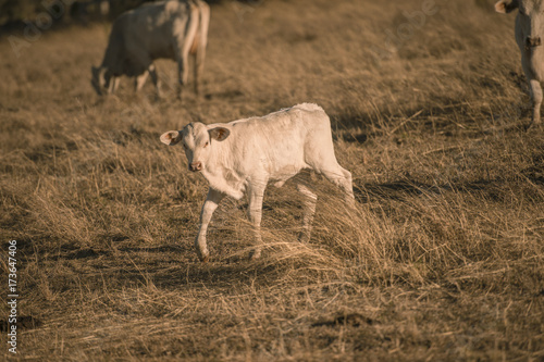 Fototapeta Naklejka Na Ścianę i Meble -  Baby cows in the countryside