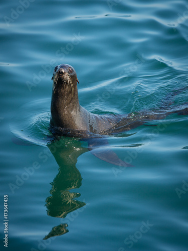 Fur Seals At Tulenyi Island