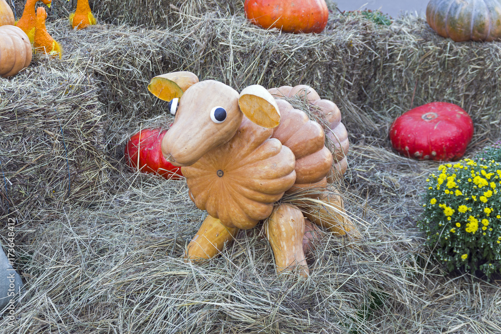 Figure of a sheep made of large ripe pumpkins.