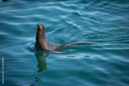 watching Fur Seals At Tulenyi Island