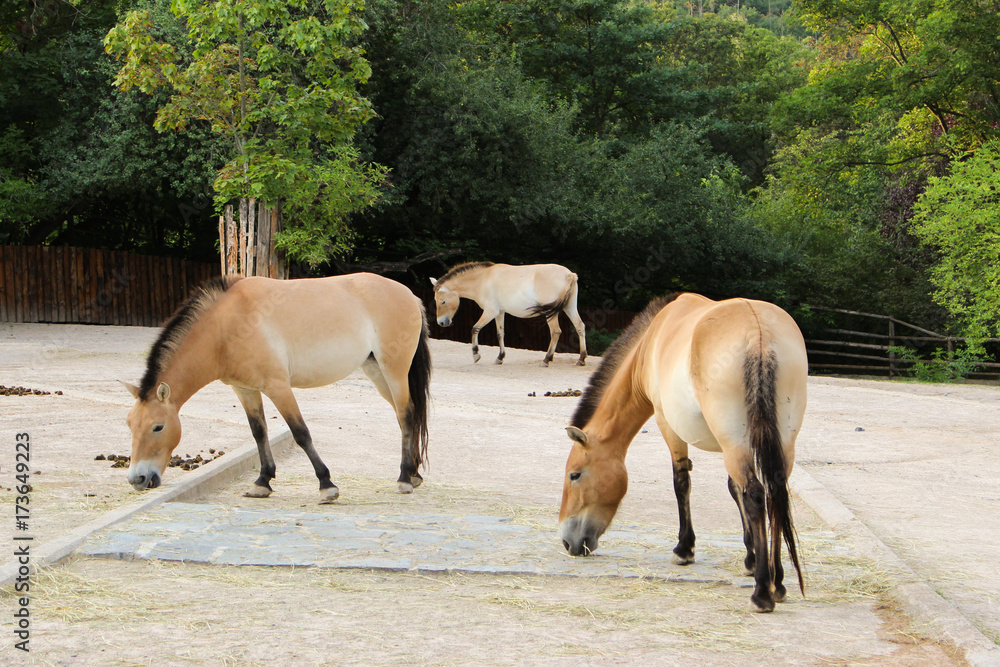 Fototapeta premium Przewalski's Horse