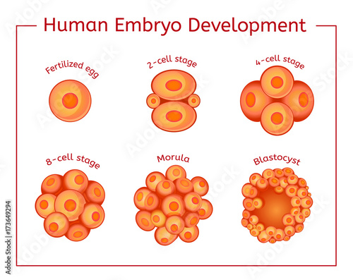 Embryo Development Image