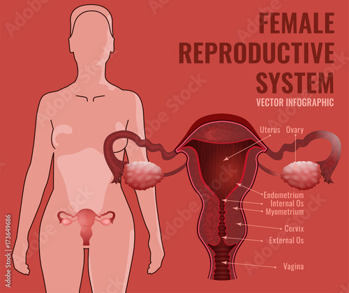 Female reproductive system