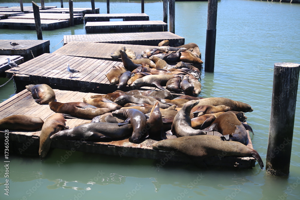 Fototapeta premium sea lines