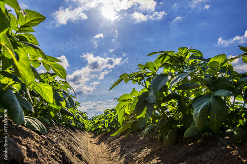 Green potato field on farmland, low angle view with sunlight