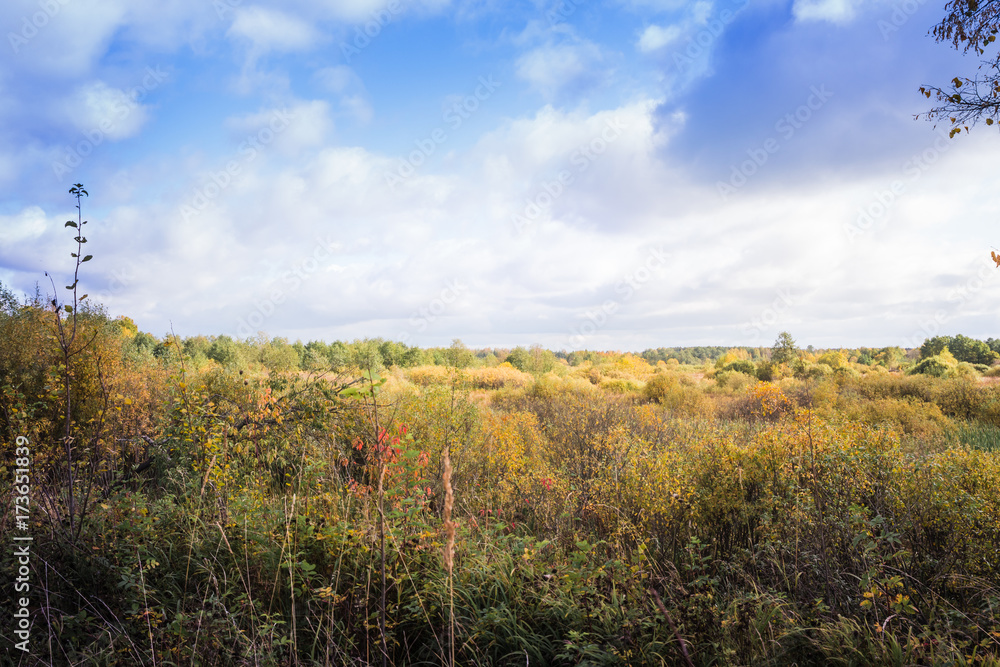 Fototapeta premium Landscape with yellow trees and grass in autumn