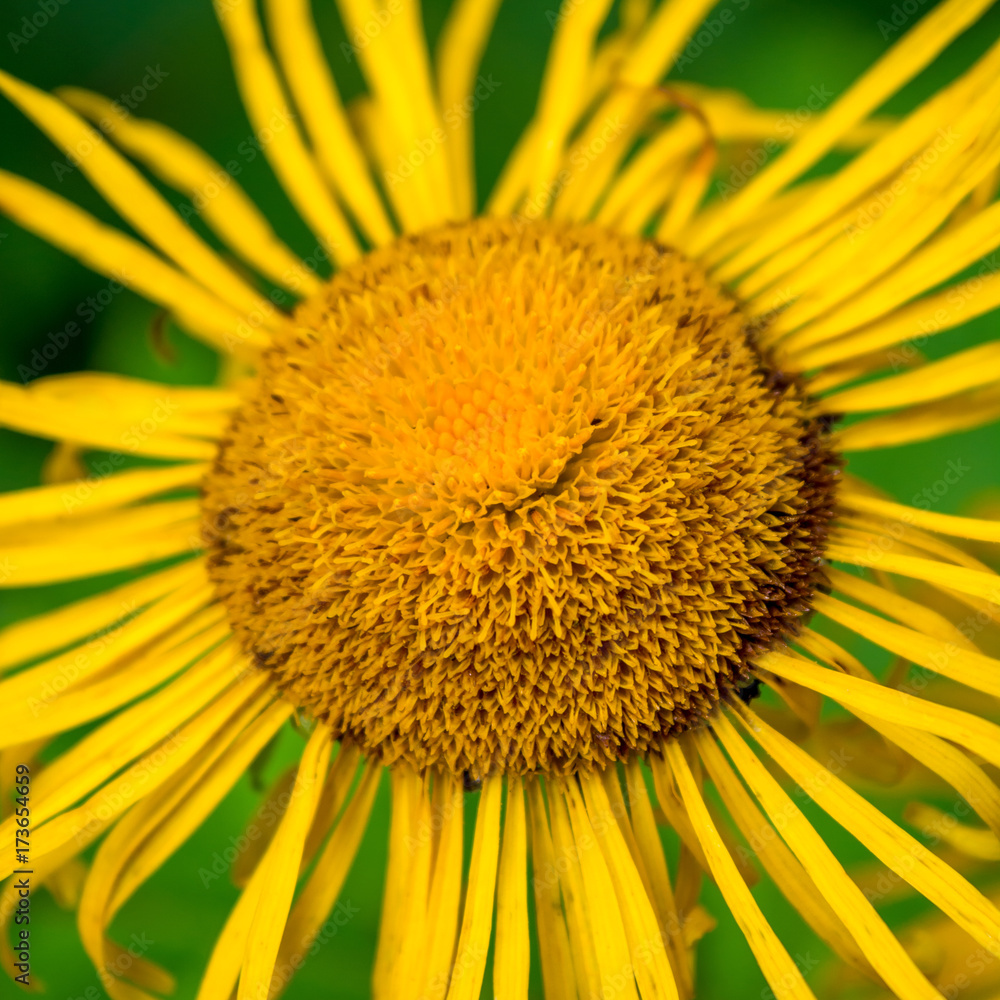 Photo of yellow wild flower in Carpathian mountains Photo of yellow wild flower in Carpathian mountains