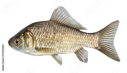 Fish isolated, river crucian carp with scales and fins