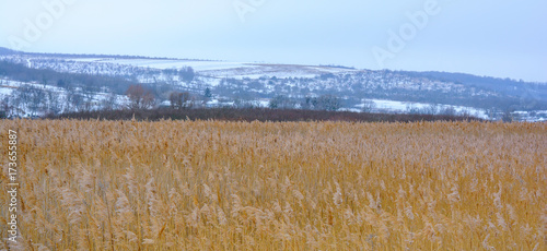 Photo of winter cane with foggy horizon