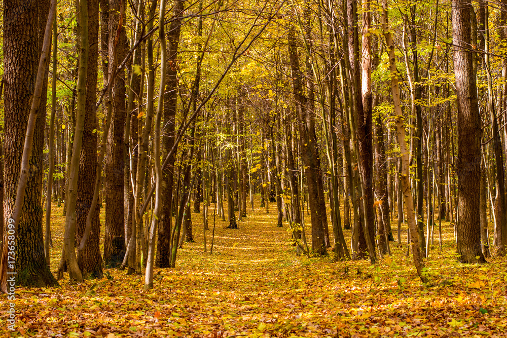 Photo of orange autumn forest with leaves and road