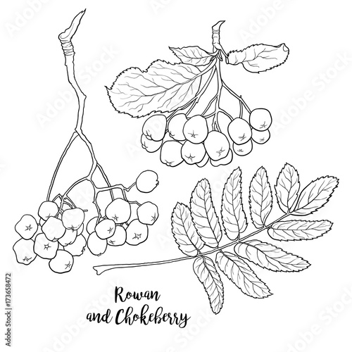 Hand drawn black and white chokeberry, rowan berries and leaf, sketch style vector illustration isolated on white background. Hand drawn rowan and chokeberry, berries and leaves