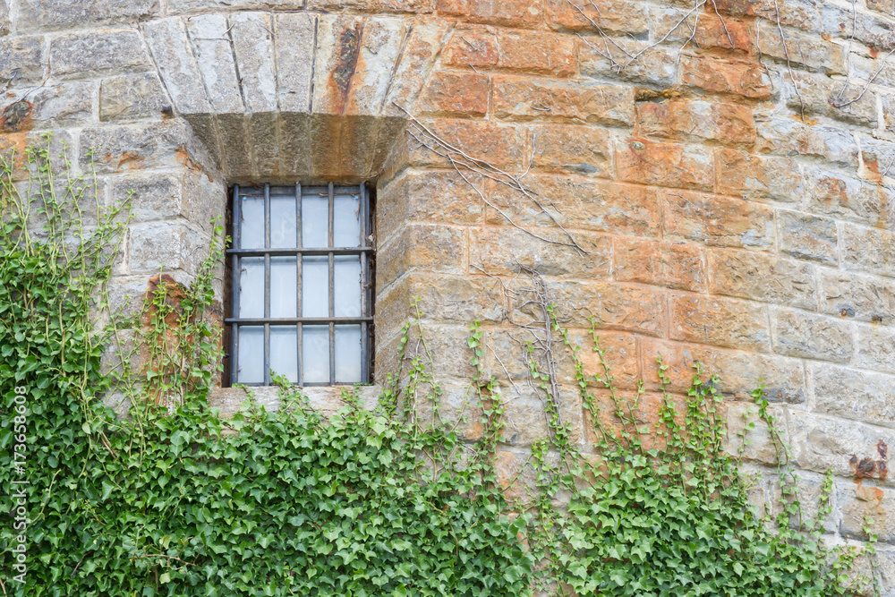 Old wall background with ivy climbing tree Old wall background with ivy climbing tree