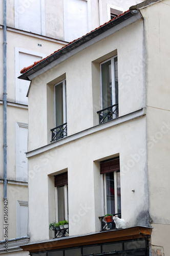 Chat de gouttière et vieil immeuble à Paris
