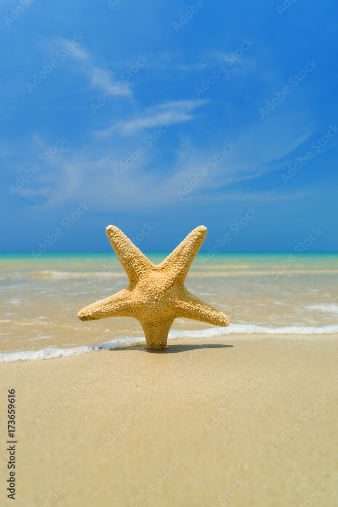 Starfish on the beach on a sunny day Starfish on the beach on a sunny day
