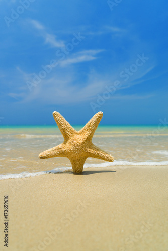 Starfish on the beach on a sunny day