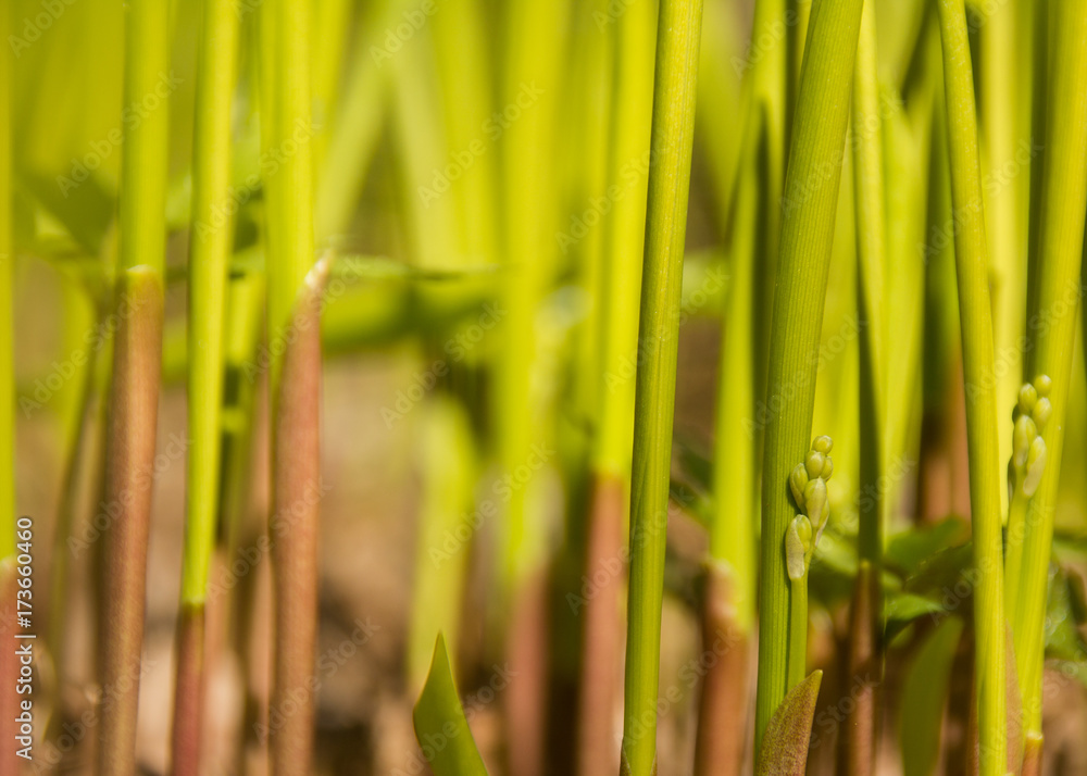 Obraz premium grass