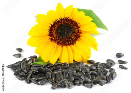 Sunflower with green leaf and seeds isolated on white background