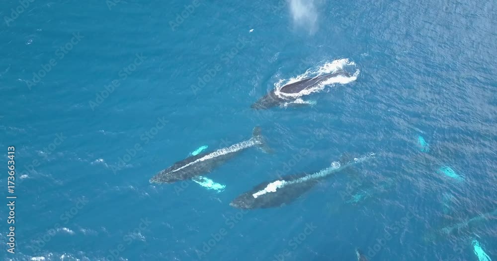 Pod of humpback whales traveling in blue ocean water. Marine animals in nature. Wildlife footage shoot from air Pod of humpback whales traveling in blue ocean water. Marine animals in nature. Wildlife footage shoot from air