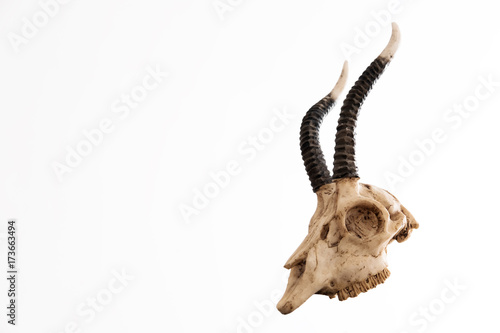Animal Skull with Horns, on white background