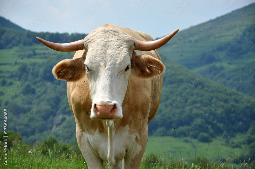 Cow on a meadow