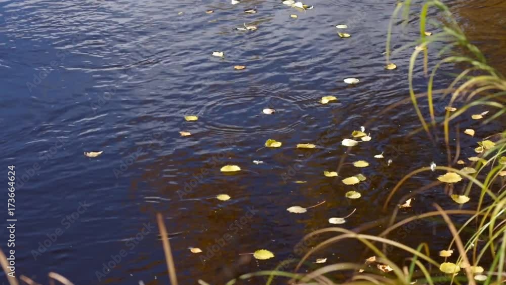 Yellow foliage floats along the stream of the fast river