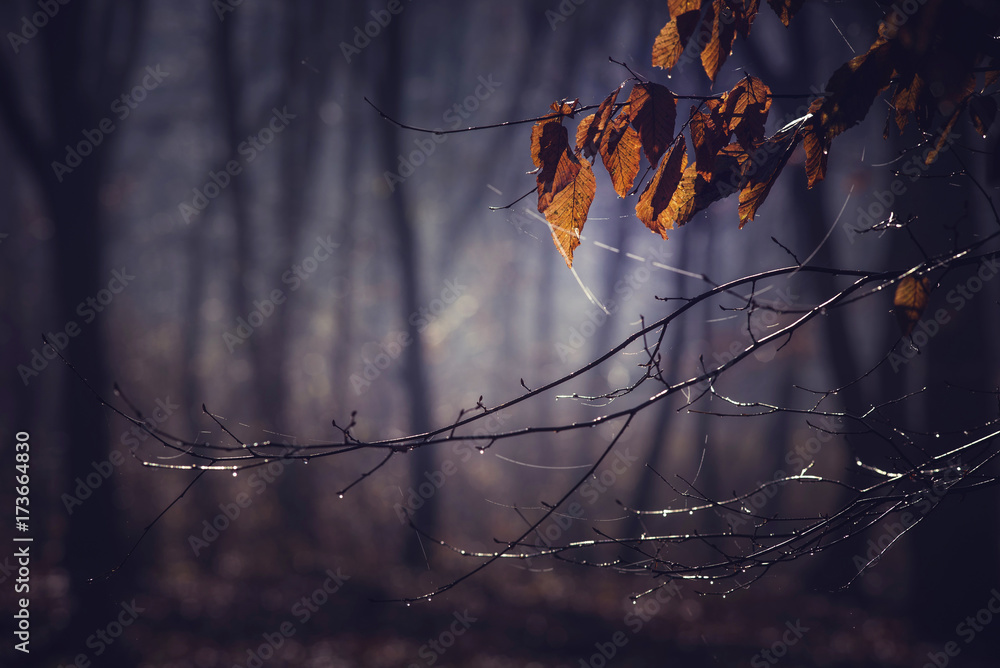 Obraz premium Misty morning in a dark autumn forest