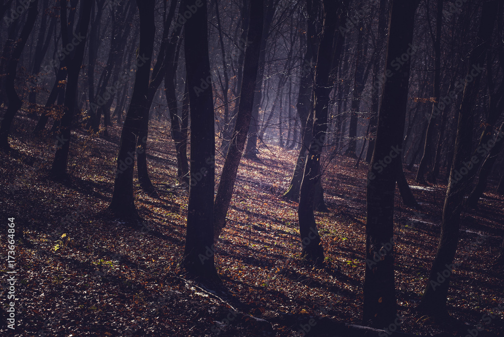 Obraz premium Misty morning in a dark autumn forest