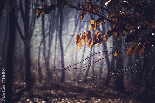 Misty morning in a dark autumn forest