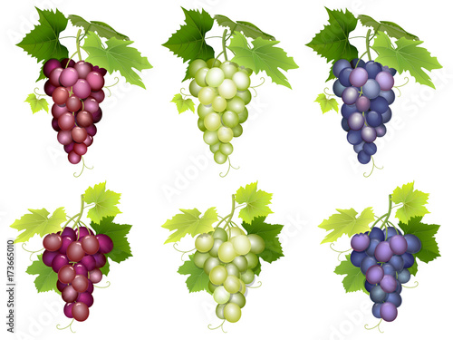Set of realistic bunch of grapes of different colors and varieties. Vector illustration on white background isolated.
