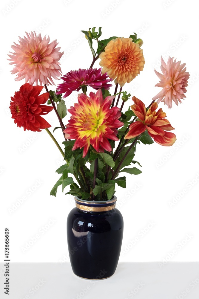 posy of multicolor dahlias posy of multicolor dahlias