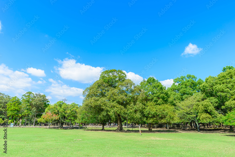 Naklejka premium 森林と広場 奈良公園