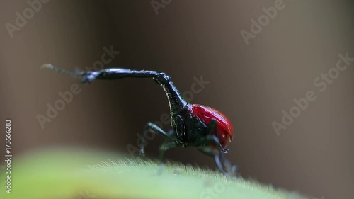 Macro shot of the Giraffe weevil (Trachelophorus giraffa) on the leaf. Endemic bug of Madagascar photo