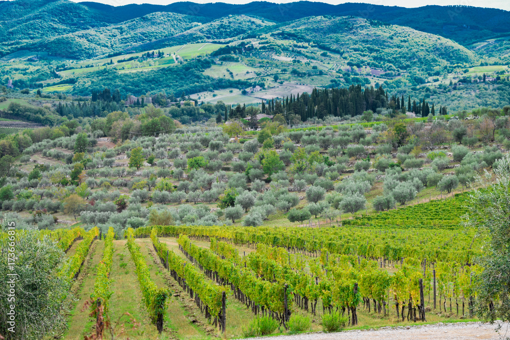 vineyard and olives