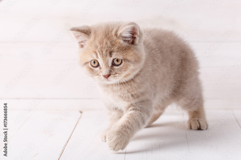 Little kitten on a wooden background
