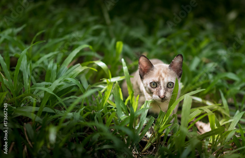 Cat on green grass in garden