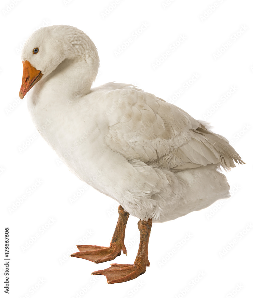 white goose (Anser anser domesticus) isolated on a white background white goose (Anser anser domesticus) isolated on a white background