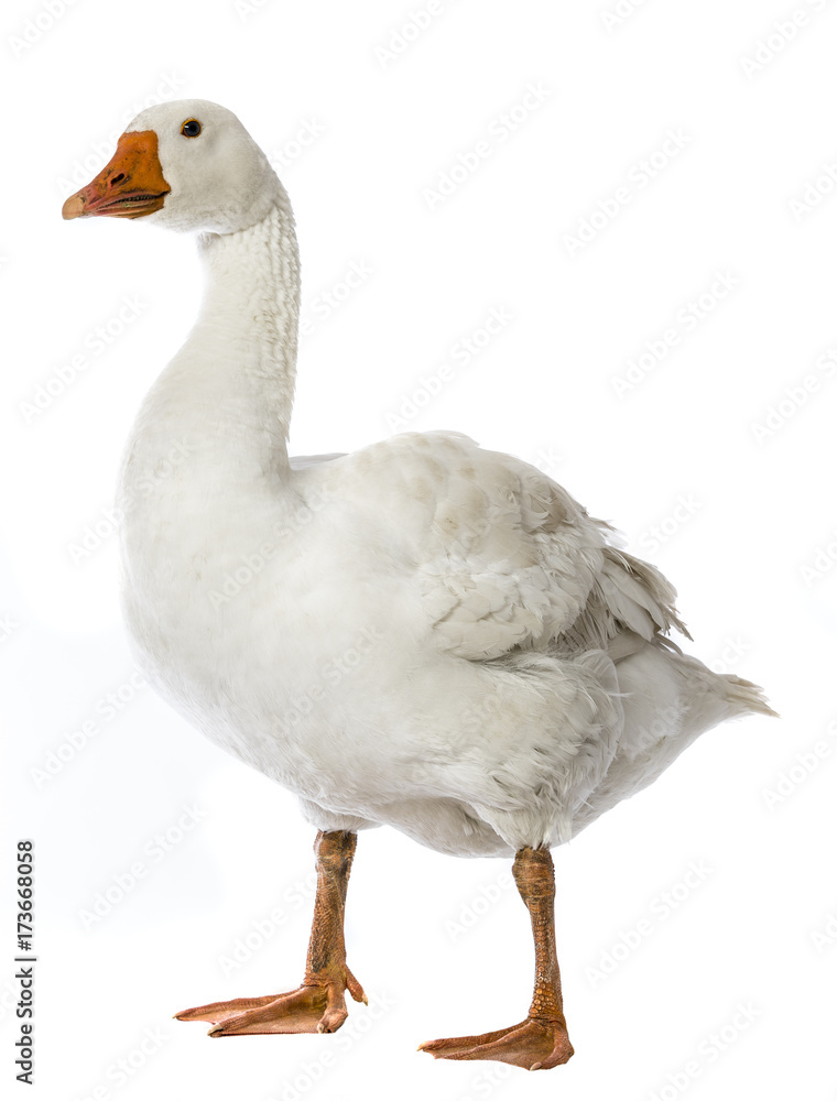white goose (Anser anser domesticus) isolated on a white background white goose (Anser anser domesticus) isolated on a white background