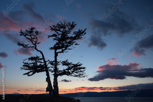 Summer evening landscape with a larch tree on the coast of Lake Baikal. photo