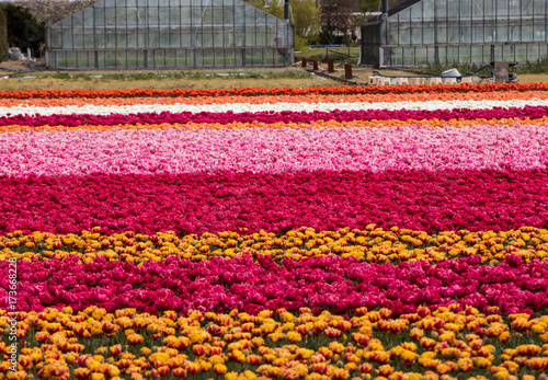 Tulip fields of the Bollenstreek, South Holland, Netherlands photo