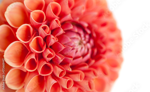 Fototapeta Naklejka Na Ścianę i Meble -  Pink dahlia flower close-up