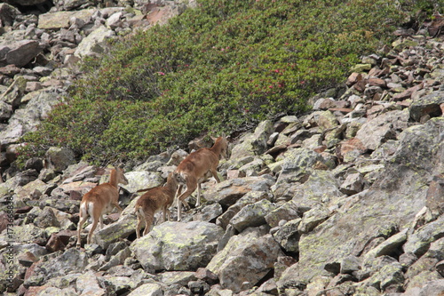 mouflons  ewe and lamb in Pyrenees  Ovis orientalis