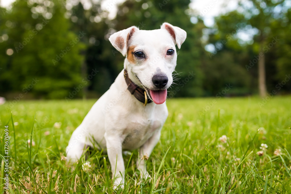 Toung jack russell terrier