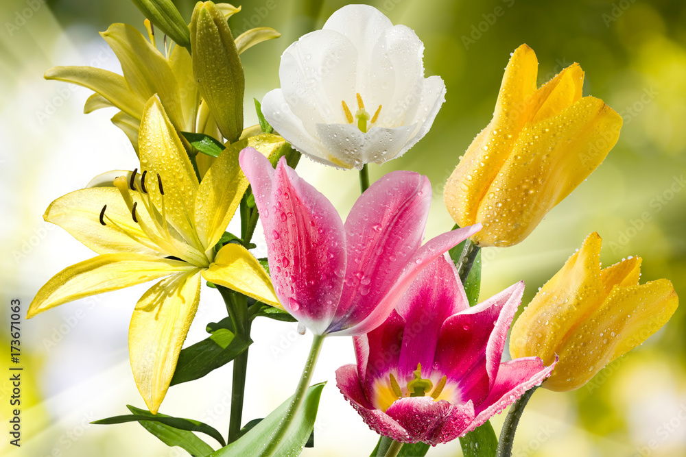 Naklejka premium Beautiful flowers in the garden close up